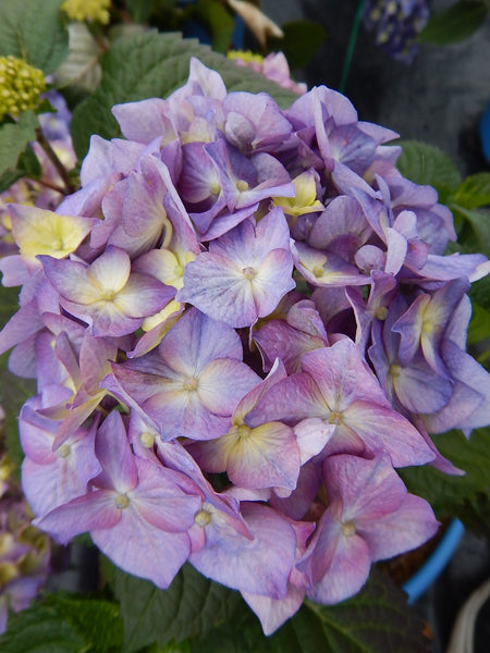 Hydrangea m. BloomStruck® (Endless Summer® Mophead Hydrangea)