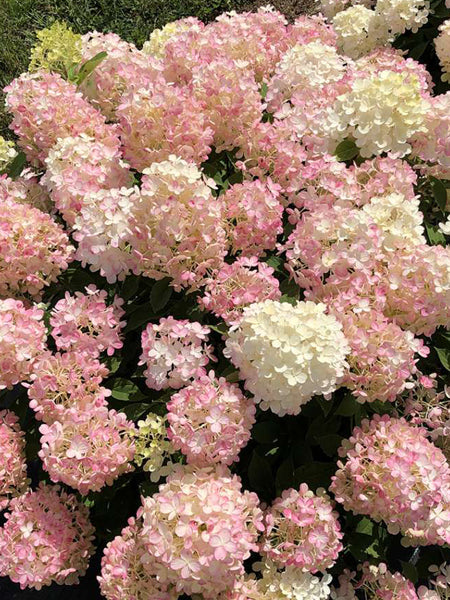 Hydrangea p. Fire Light Tidbit® (Dwarf Panicle Hydrangea)