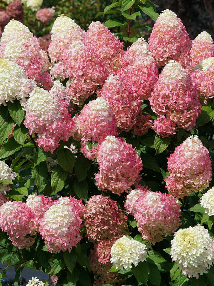 Hydrangea p. Quick Fire Fab® (Panicle Hydrangea) – Perennial Farm ...