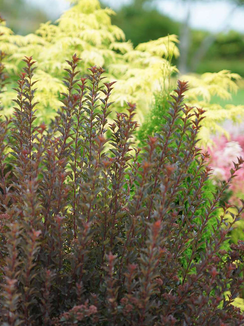 Dwarf Ninebark (Physocarpus o. Tiny Wine®)