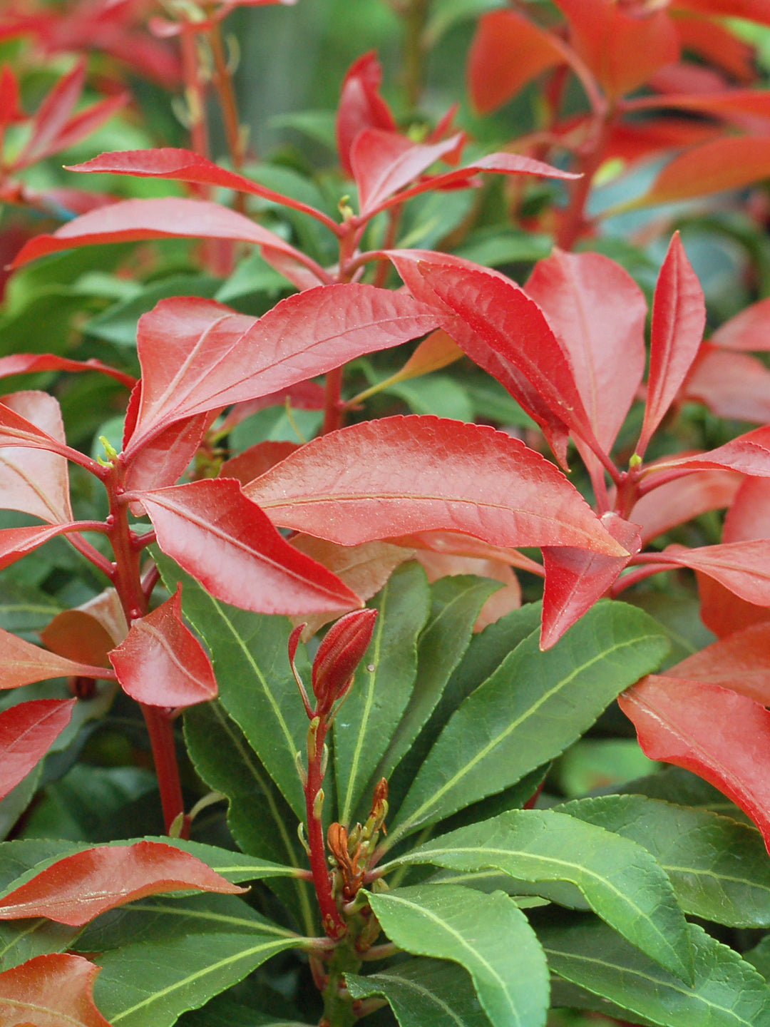 Japanese Pieris (Pieris japonica ‘Mountain Fire’)