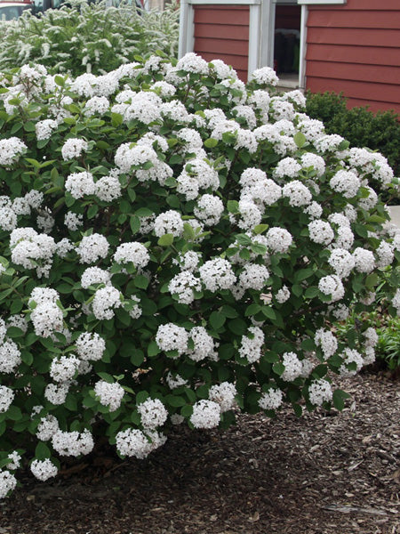 Korean Spice Viburnum (Viburnum carlesii Spice Island™)