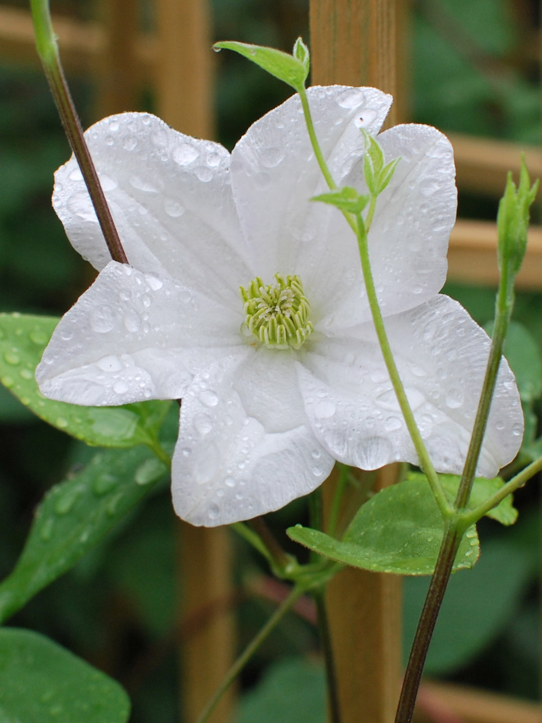 Clematis 'Huldine' (Clematis Hybrid), white flower